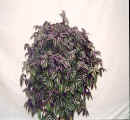 purple jew